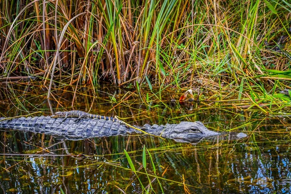 Grande Alligatore Americano Con Sua Prole Miami Florida — Foto Stock