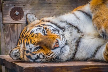 Sibirya kaplanı Jacksonville, Florida'da bir siyah enine çizgili