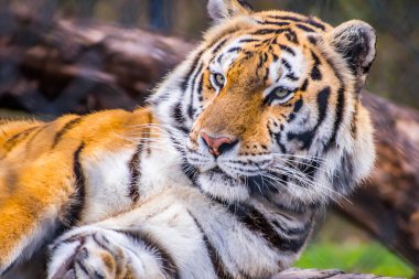 A black transverse stripes Siberian Tiger in Jacksonville, Florida clipart