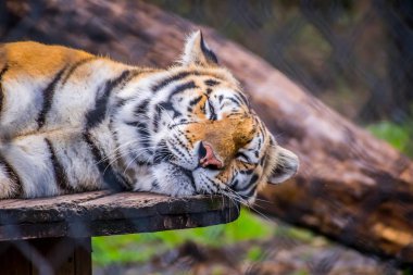 Sibirya kaplanı Jacksonville, Florida'da bir siyah enine çizgili
