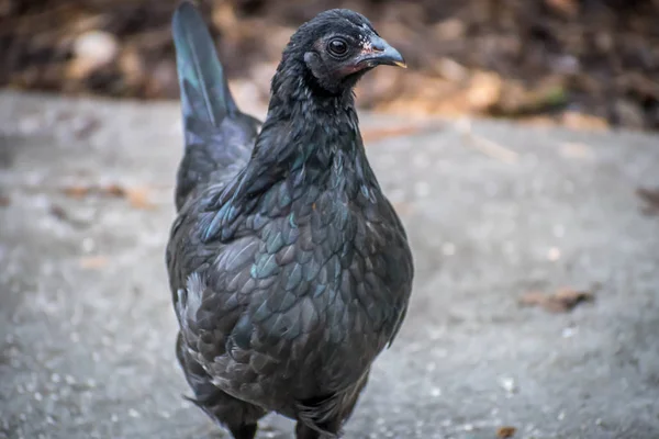 Jacksonville, Florida'da bir nadir Ayam Cemani
