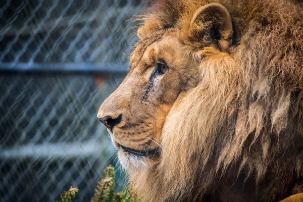 A muscular, deep-chested lion in Jacksonville, Florida