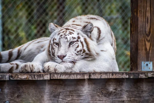 Czarne Paski White Tiger Jacksonville Stanie Floryda — Zdjęcie stockowe