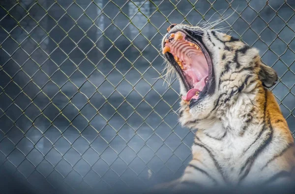 Черные Поперечные Полосы Сибирского Тигра Джексонвилле Флорида — стоковое фото