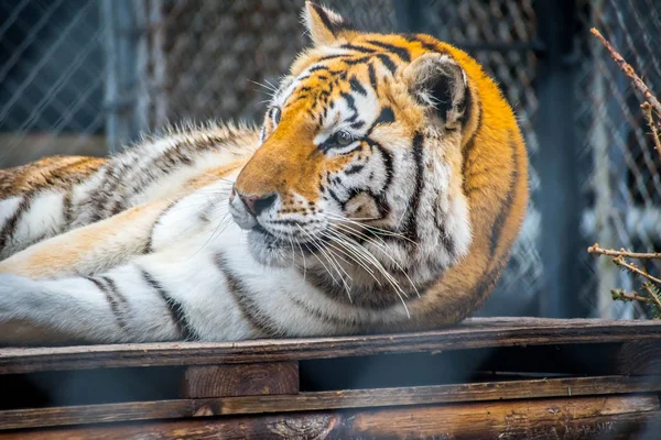 Keresztirányú Fekete Csíkokkal Szibériai Tigris Jacksonville Florida — Stock Fotó