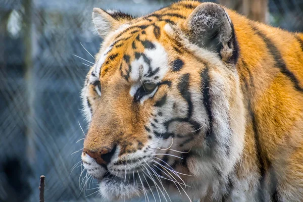 Black Transverse Stripes Siberian Tiger Jacksonville Florida — Stock Photo, Image