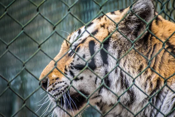 Keresztirányú Fekete Csíkokkal Szibériai Tigris Jacksonville Florida — Stock Fotó