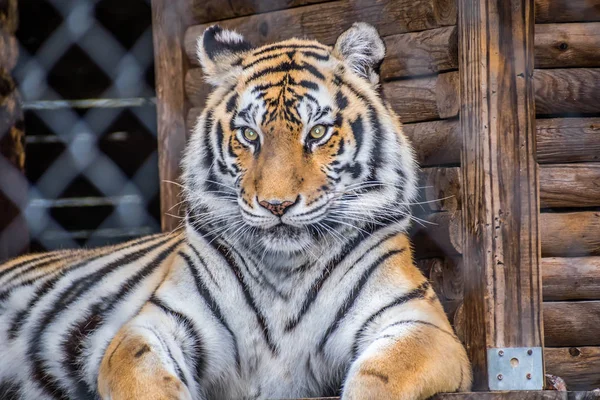 Keresztirányú Fekete Csíkokkal Szibériai Tigris Jacksonville Florida — Stock Fotó