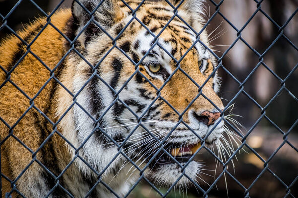 A black transverse stripes Siberian Tiger in Jacksonville, Florida