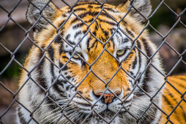 A black transverse stripes Siberian Tiger in Jacksonville, Florida