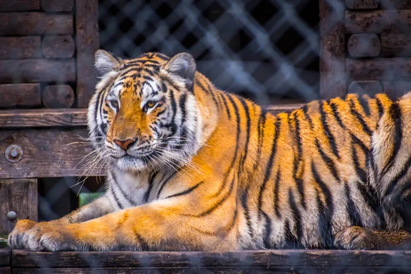 Keresztirányú Fekete Csíkokkal Szibériai Tigris Jacksonville Florida — Stock Fotó