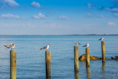 Anna Maria Adası, Florida beyaz ve gri gülüyor martı