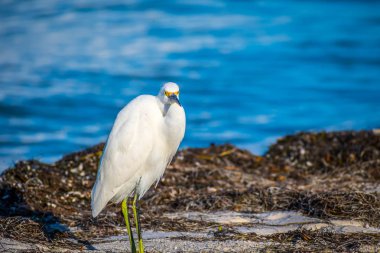 Anna Maria Adası, Florida karlı beyaz ak balıkçıl
