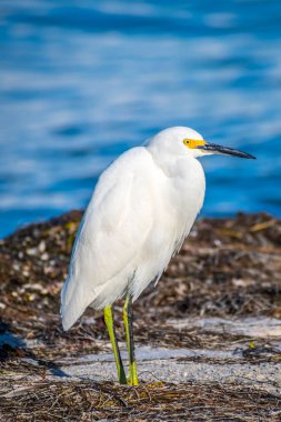 Anna Maria Adası, Florida karlı beyaz ak balıkçıl