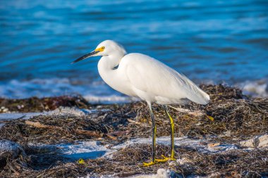 Anna Maria Adası, Florida karlı beyaz ak balıkçıl