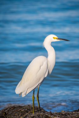Anna Maria Adası, Florida karlı beyaz ak balıkçıl