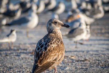 Anna Maria Adası, Florida kahverengi bir çulluk