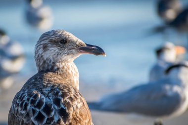 Anna Maria Adası, Florida kahverengi bir çulluk