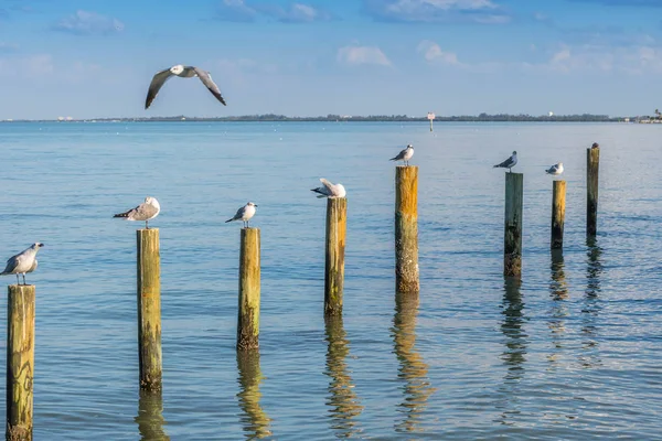 Белая и серая Смеющаяся Чайка на острове Анна-Мария, Флорида — стоковое фото