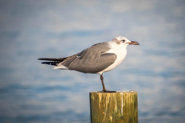 Mouette rieuse blanche et grise à Anna Maria Island, Floride — Photo
