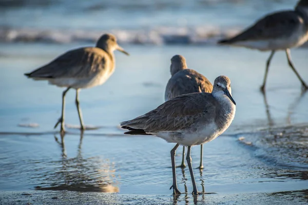 Egy barna Sandpipers Anna Maria szigeten, Florida — Stock Fotó