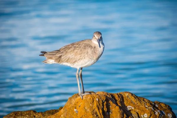 Um Sandpipers marrom em Anna Maria Island, Florida — Fotografia de Stock