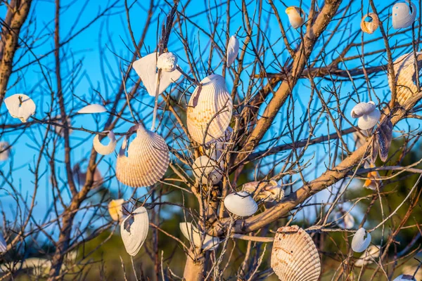 Lindas conchas penduradas em uma árvore na Ilha Anna Maria, Flórida — Fotografia de Stock