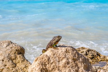Key West, Florida bir Yeşil Iguana