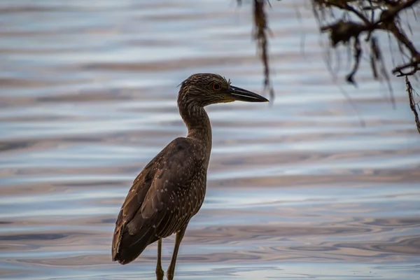 En svart-crowned Night Heron i Brandeton, Florida — Stockfoto