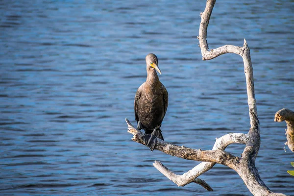 Double Crested Cormorant bird in Brandeton, Florida — Stock Photo, Image