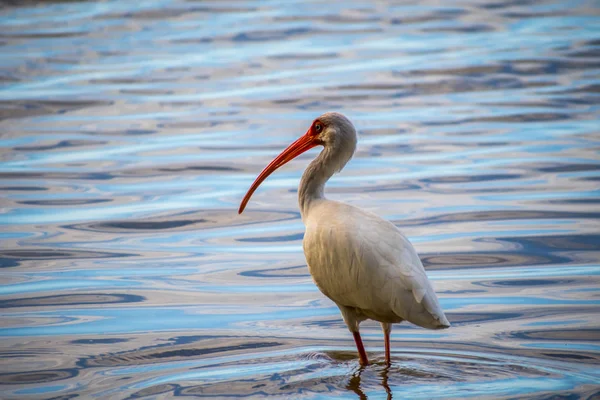 Un Ibis alb natural în Brandeton, Florida — Fotografie, imagine de stoc