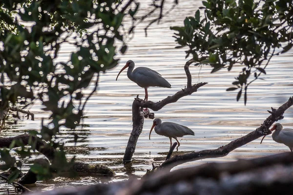 En naturlig vit Ibis i Brandeton, Florida — Stockfoto