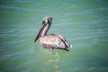 Bir Brown Pelican çevresinde Brandeton, Florida Yüzme