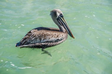 Bir Brown Pelican çevresinde Brandeton, Florida Yüzme