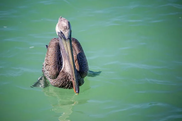 Bir Brown Pelican çevresinde Brandeton, Florida Yüzme — Stok fotoğraf