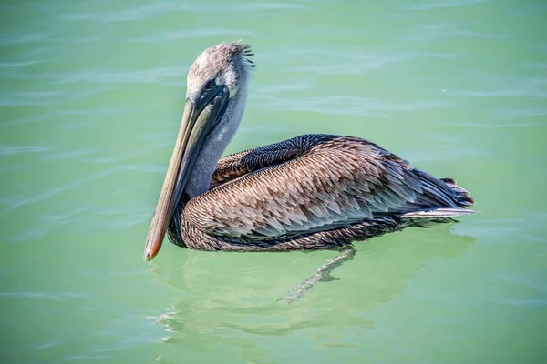 Коричневый пеликан плавает в Брандетоне, Флорида — стоковое фото