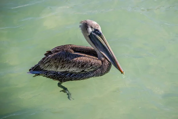 Un pelican brun înotând în Brandeton, Florida — Fotografie, imagine de stoc