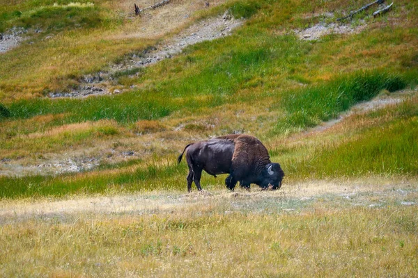 American Bison in the field of Yellowstone National Park, Wyoming — Stock Photo, Image