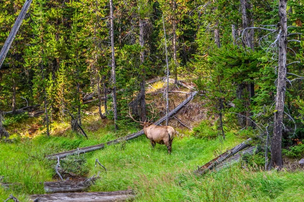 Бычий лось в Йеллоустонском национальном парке, Вайоминг — стоковое фото