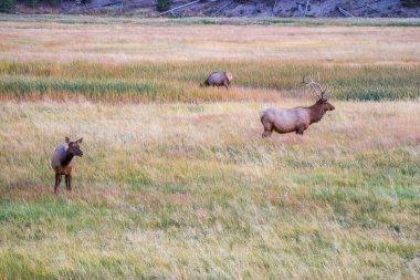 Yellowstone Milli Parkı 'nda bir boğa elk, Wyoming