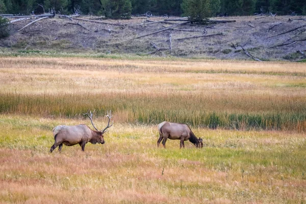 A Bull Elk in Yellowstone National Park, Wyoming — Stock Photo, Image