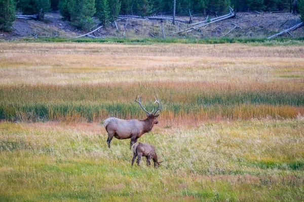 A Bull Elk in Yellowstone National Park, Wyoming — Stock Photo, Image