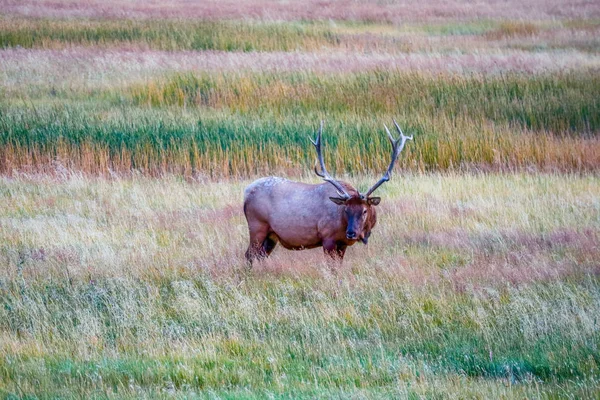 Bull Elk w Parku Narodowym Yellowstone, Wyoming — Zdjęcie stockowe
