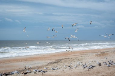 Amelia Island, Florida kıyı şeridinde Uçan Kuşlar sürüsü