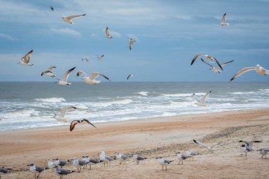 Amelia Island, Florida kıyı şeridinde Uçan Kuşlar sürüsü