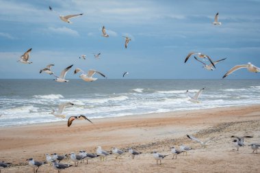 Flock of birds flying along the coastline of Amelia Island, Florida clipart