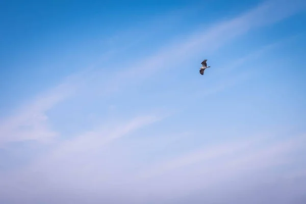 Un occidentale Osprey in Gulf Shores, Alabama — Foto Stock