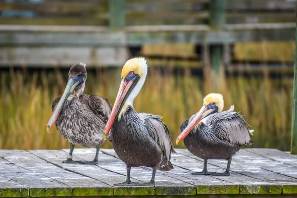 Bir grup, Brown etrafında Amelia Island, Florida ve dinlenme Pelikan