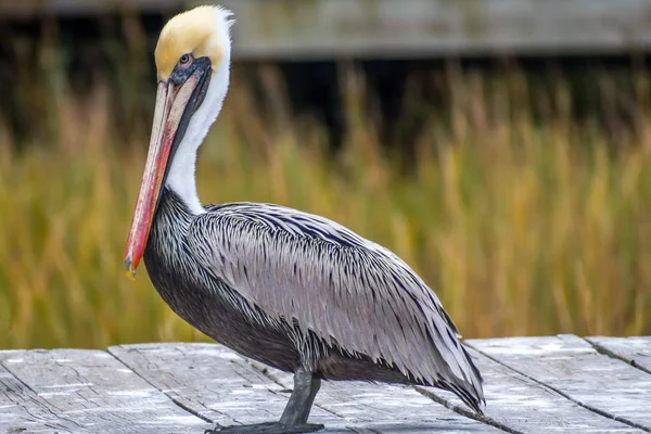 Um pelicano marrom descansando em torno de Amelia Island, Florida — Fotografia de Stock