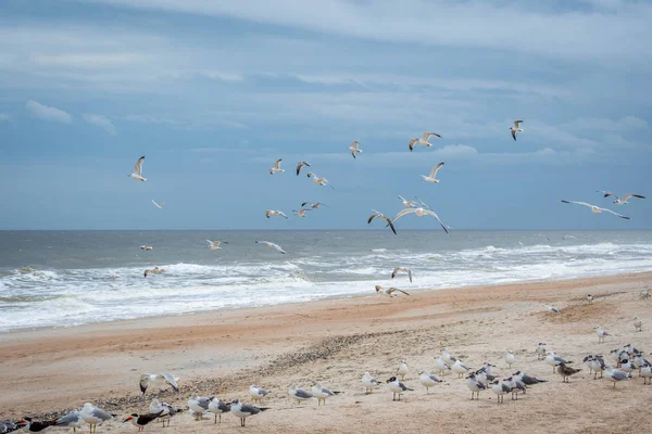 Amelia Island, Florida kıyı şeridinde Uçan Kuşlar sürüsü